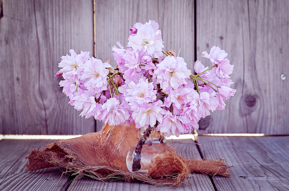 Cherry blossom branches pink pink flowers photo