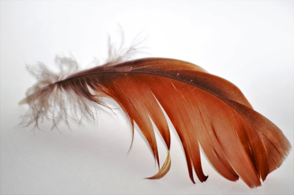 Wings flight feathers