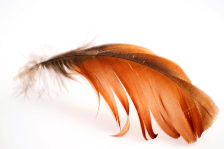 Wings flight feathers