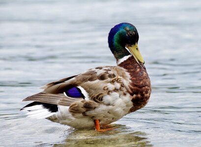 Nature mallard plumage