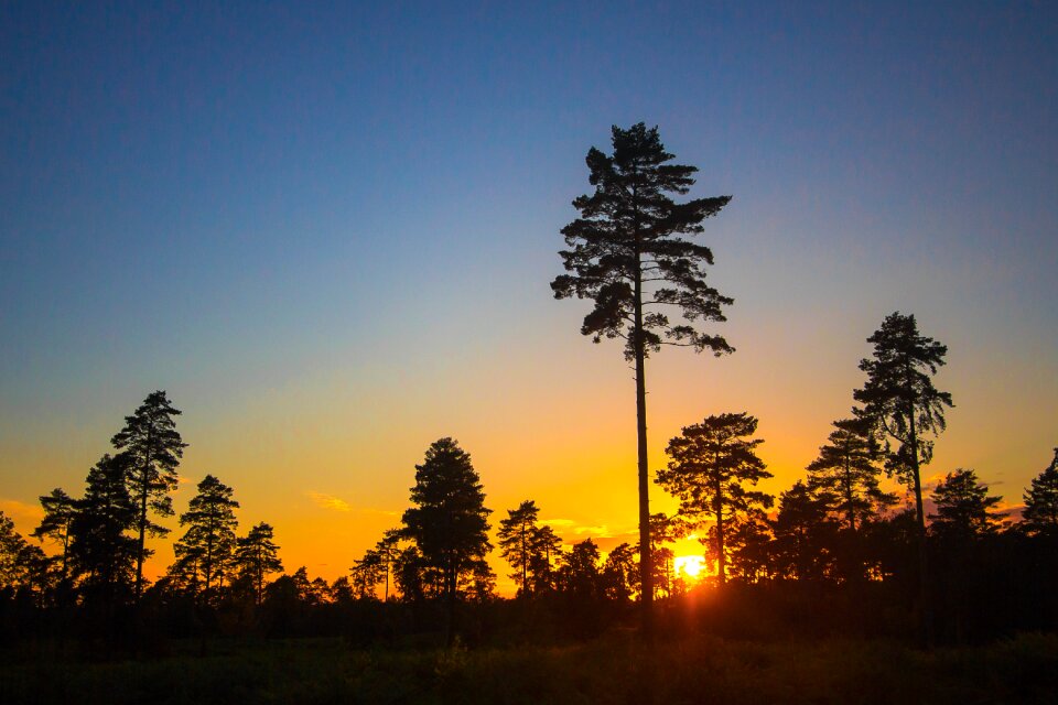 Trees silhouettes sky