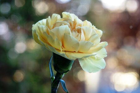 Bokeh blossom bloom