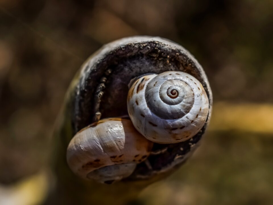Animal macro wildlife