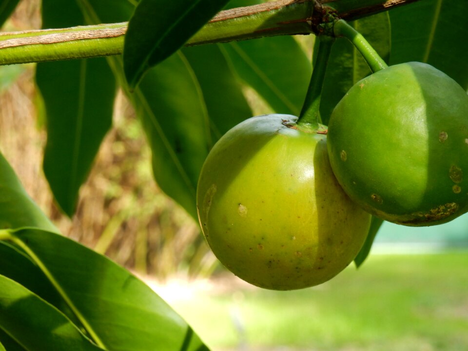 Citrus citrus tree green fruit