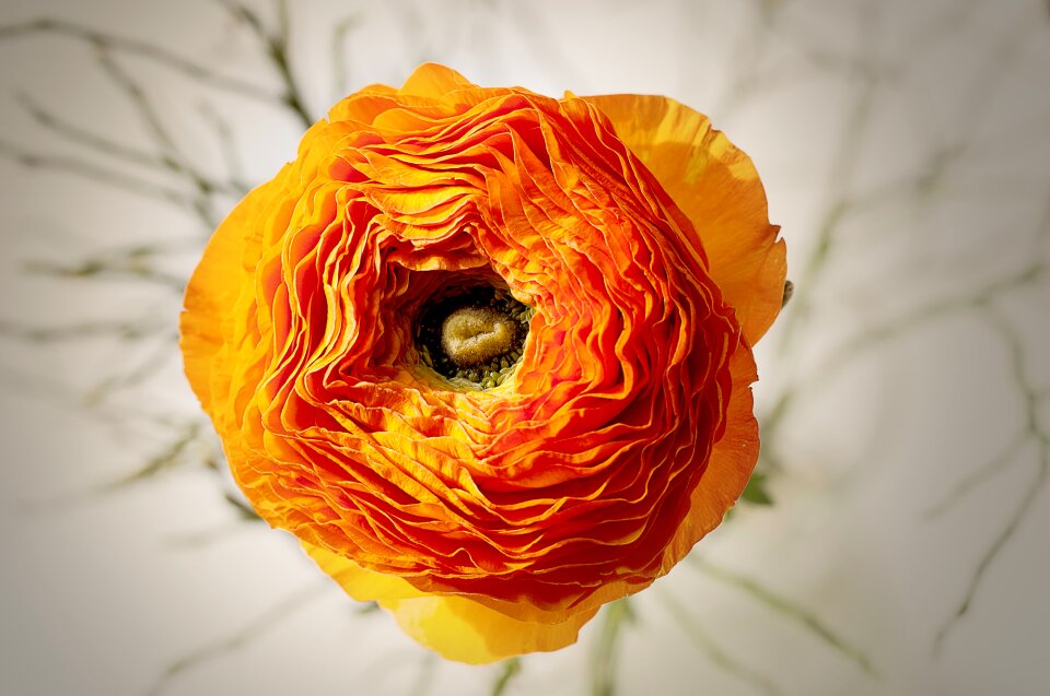 Bloom orange bright