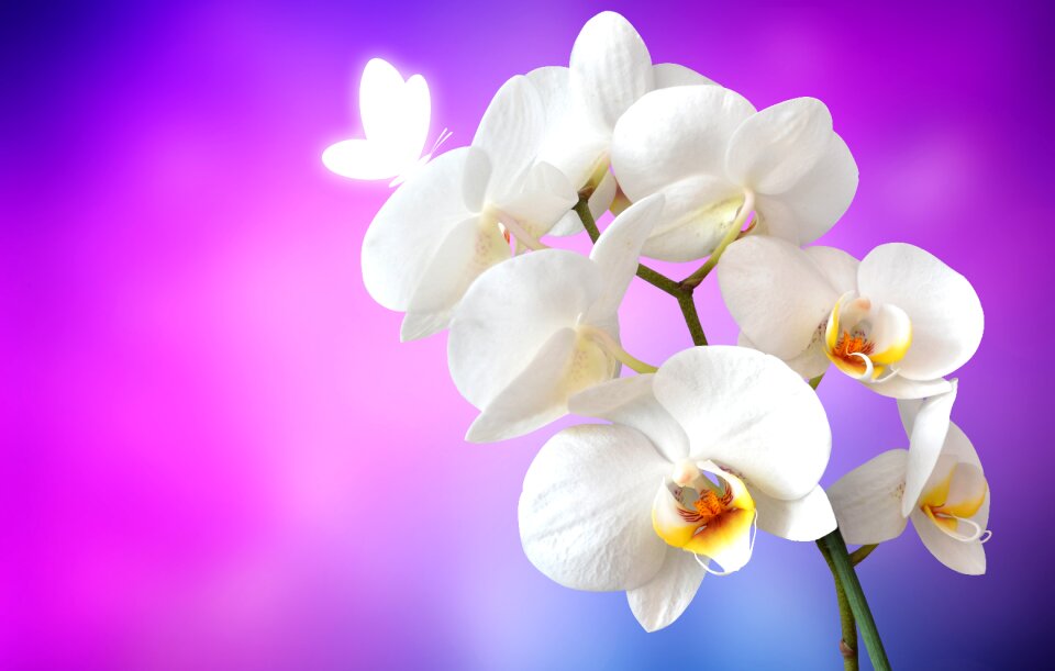 White blossom bloom