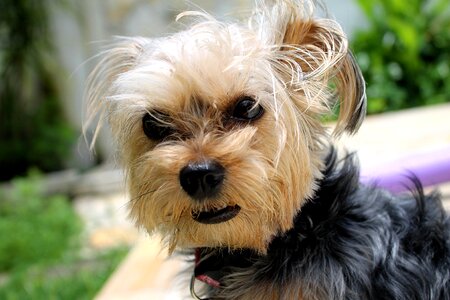Animal irritated dog