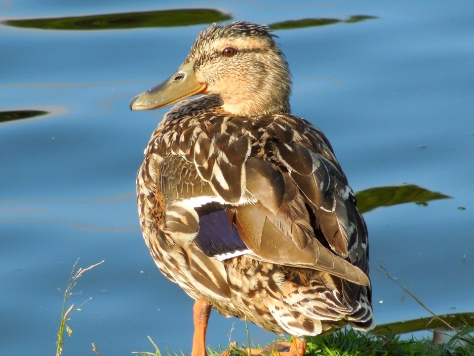Swimming bird ducks natural