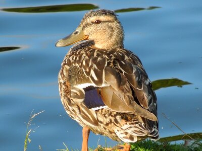 Swimming bird ducks natural