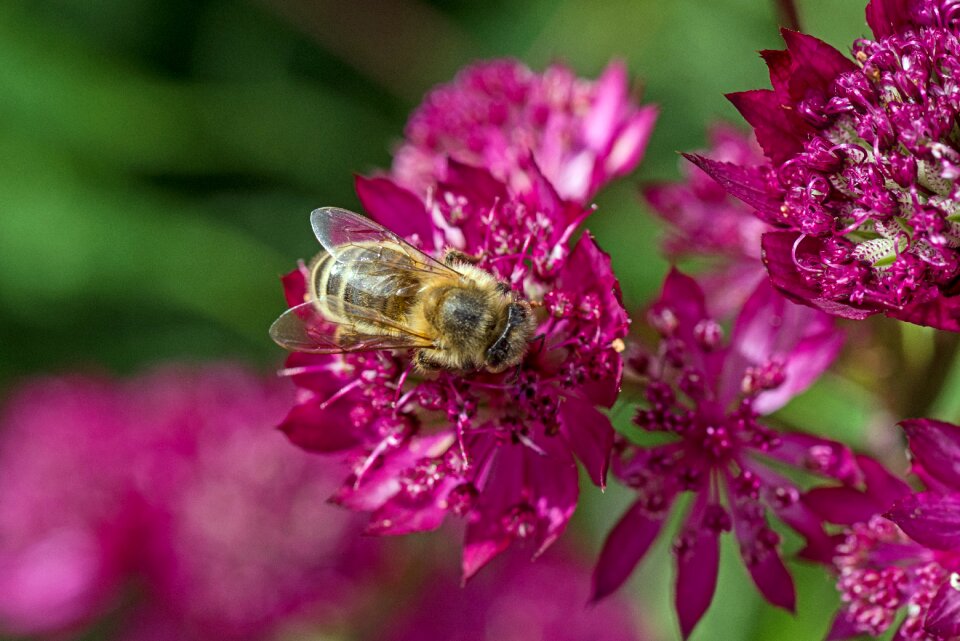 Purple bee close up photo