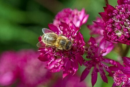Purple bee close up photo