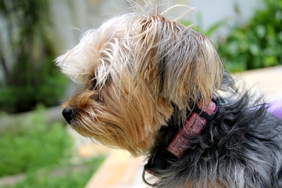 Animal dog pet