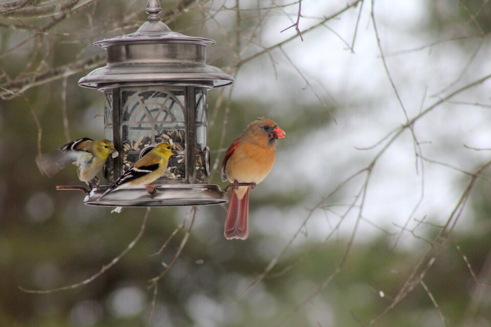 Wildlife nature beak photo