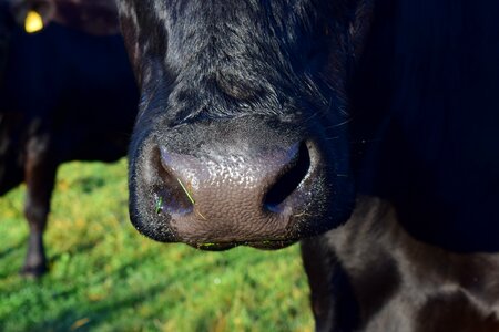 Livestock beef pasture