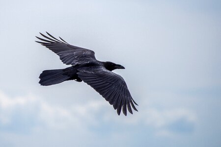 Raven flight sky