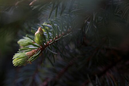 Fog nature pine