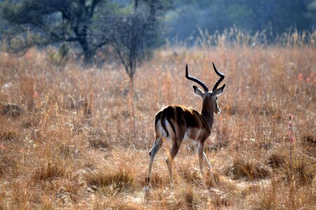 Springbok early morning wildlife photo