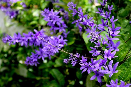 Nature spring botanist