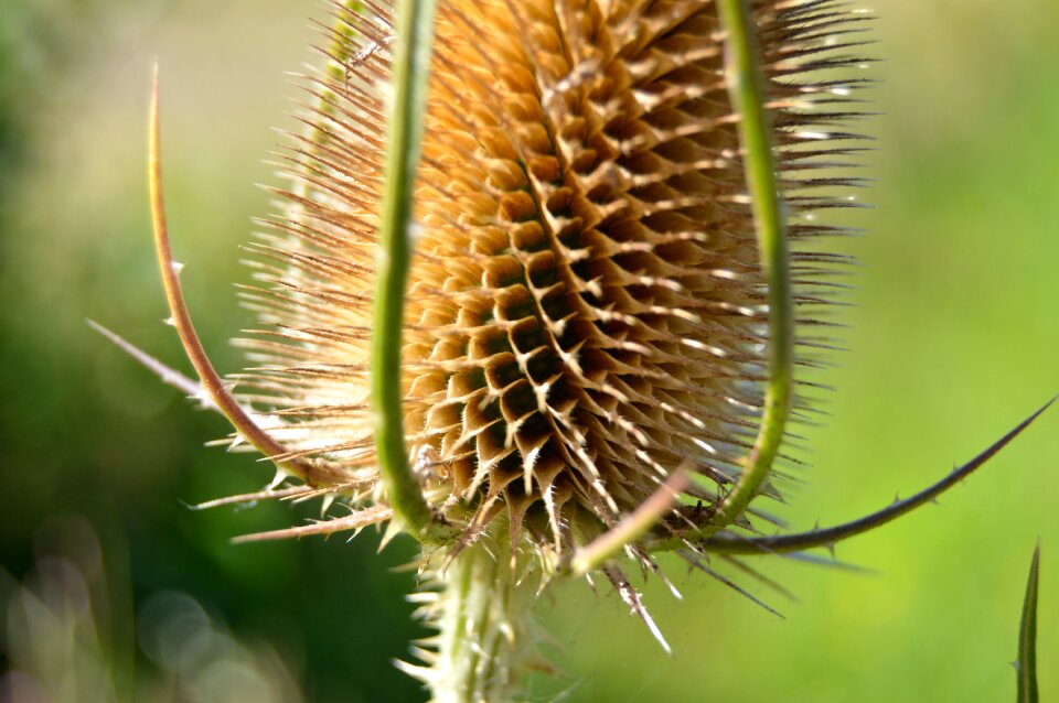 Wild thistle faded brown