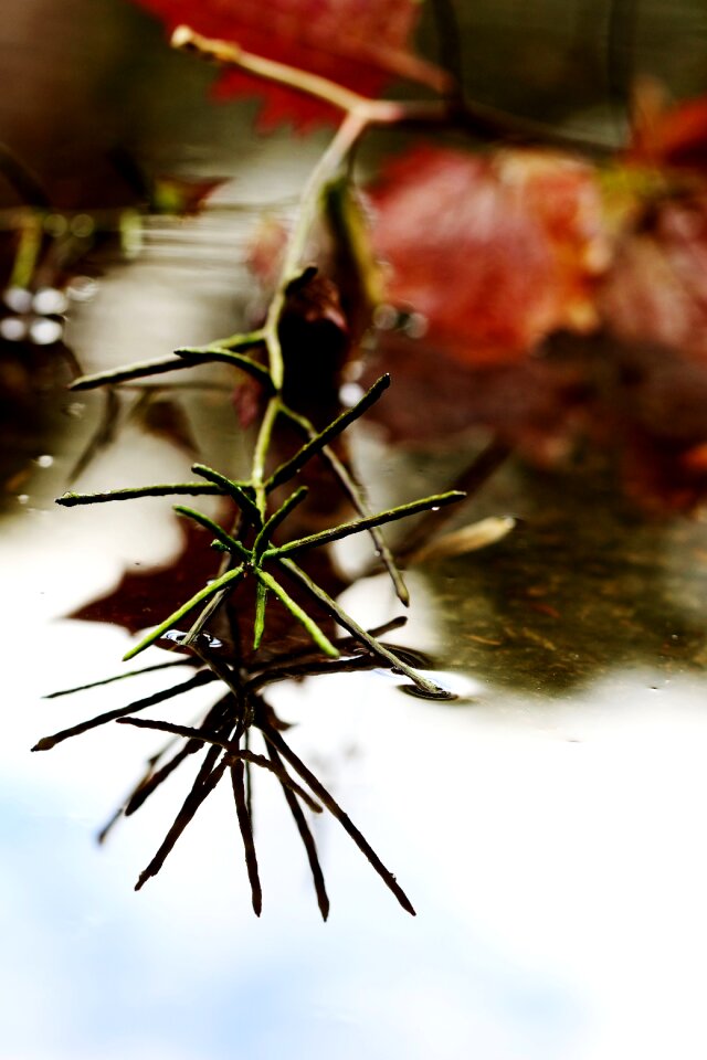 Nature water summer