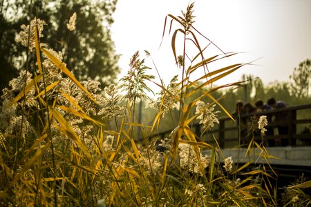 Reed park autumn