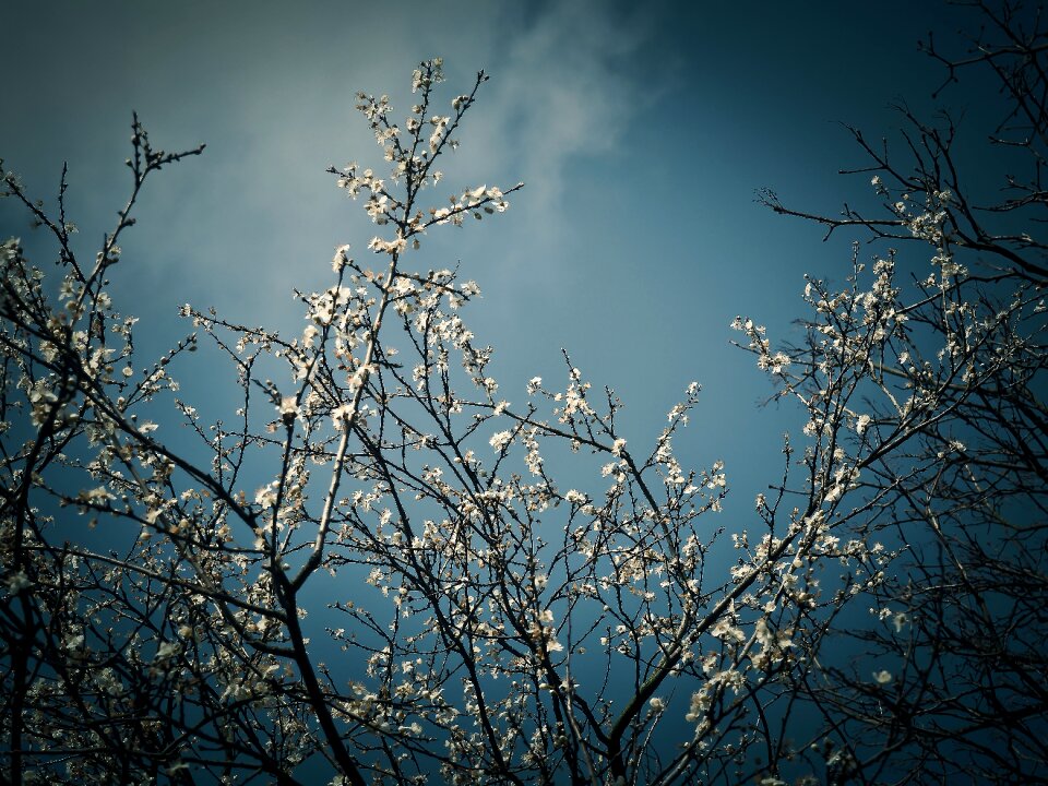 Bloom bloom spring