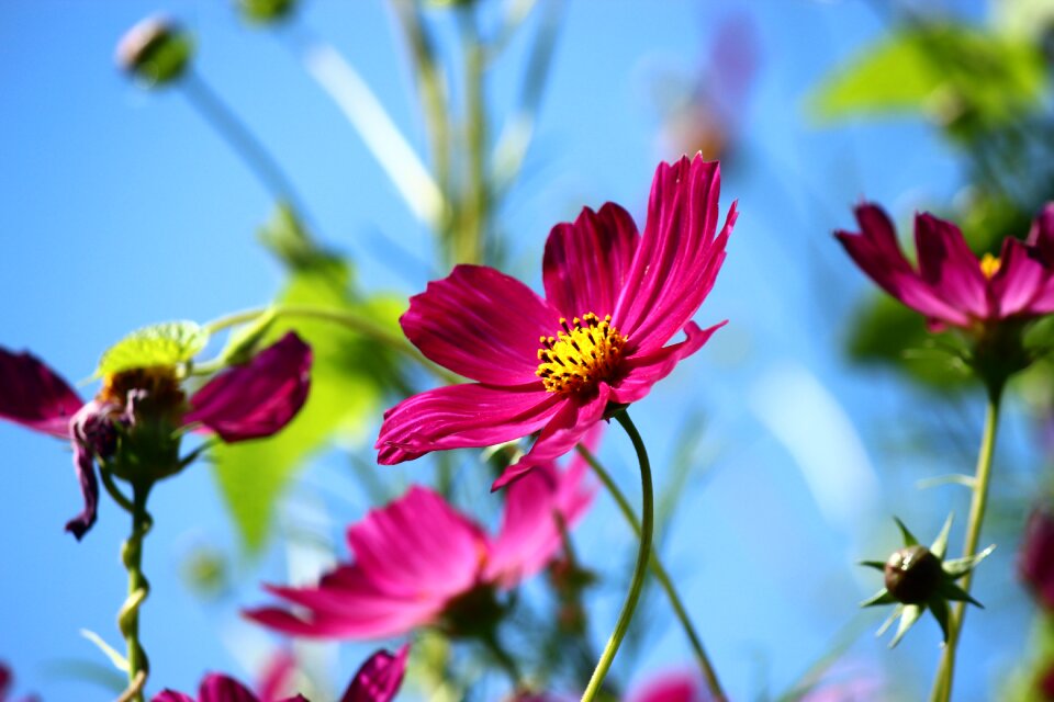Cosmea cosmos plant cosmos bipinnatus