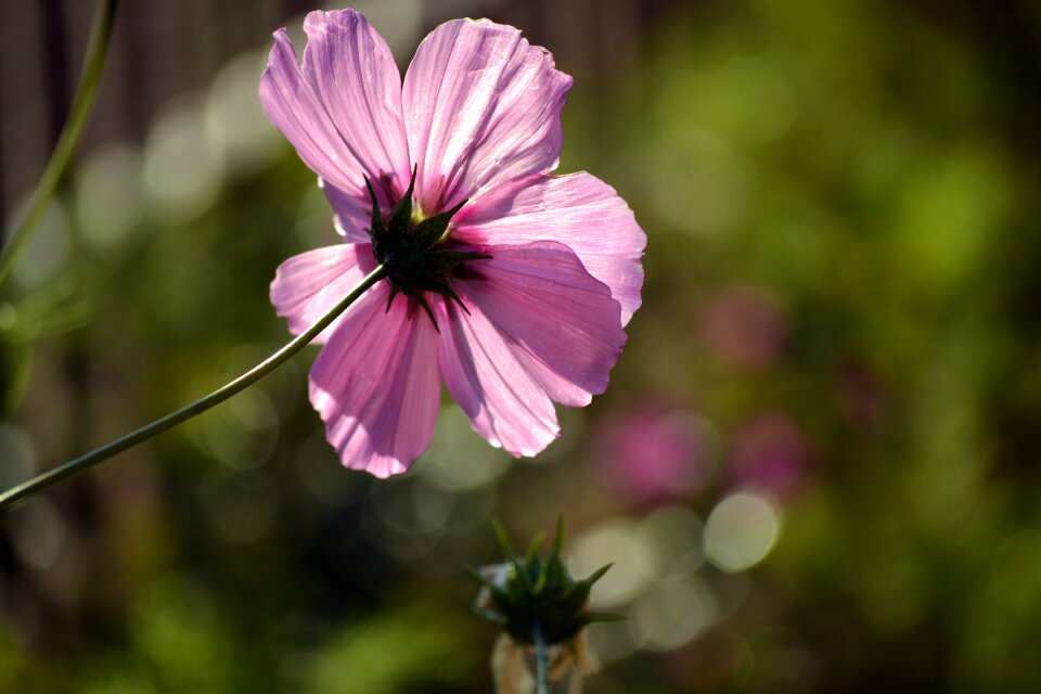 Pink cosmos wild flower countryside