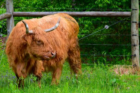 Orange horns farm
