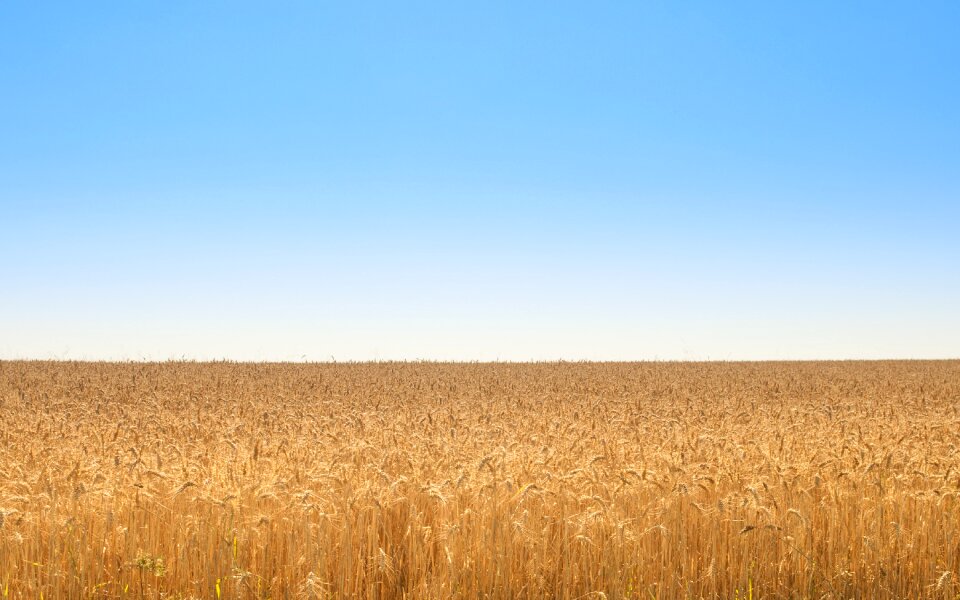 Blue sky nature yellow