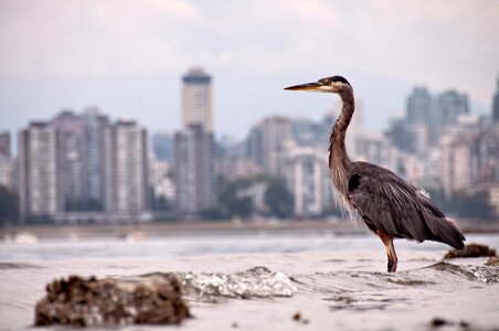 Bird buildings city