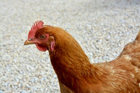 Nature farm red hen
