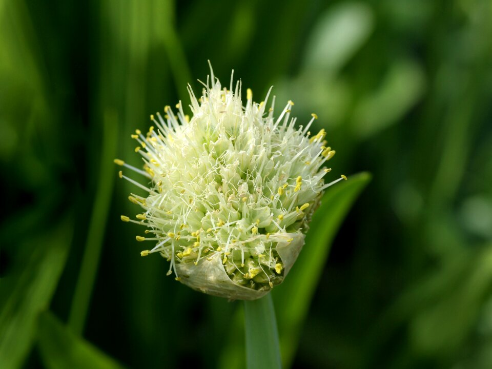 Allium flower garlic