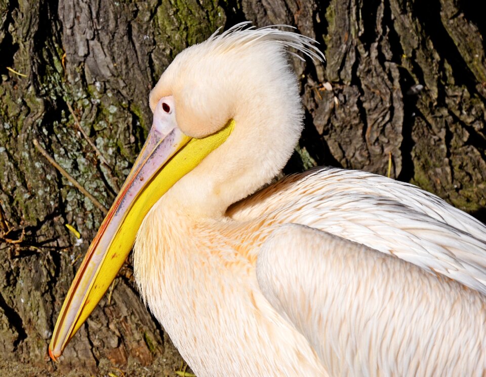 Pelikan bird big bird
