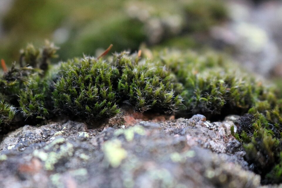 Macro rock fluffy