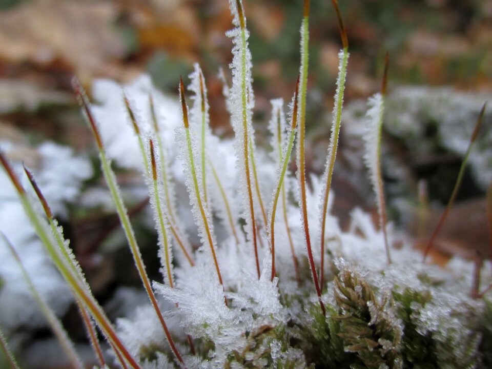 Moss ice snow