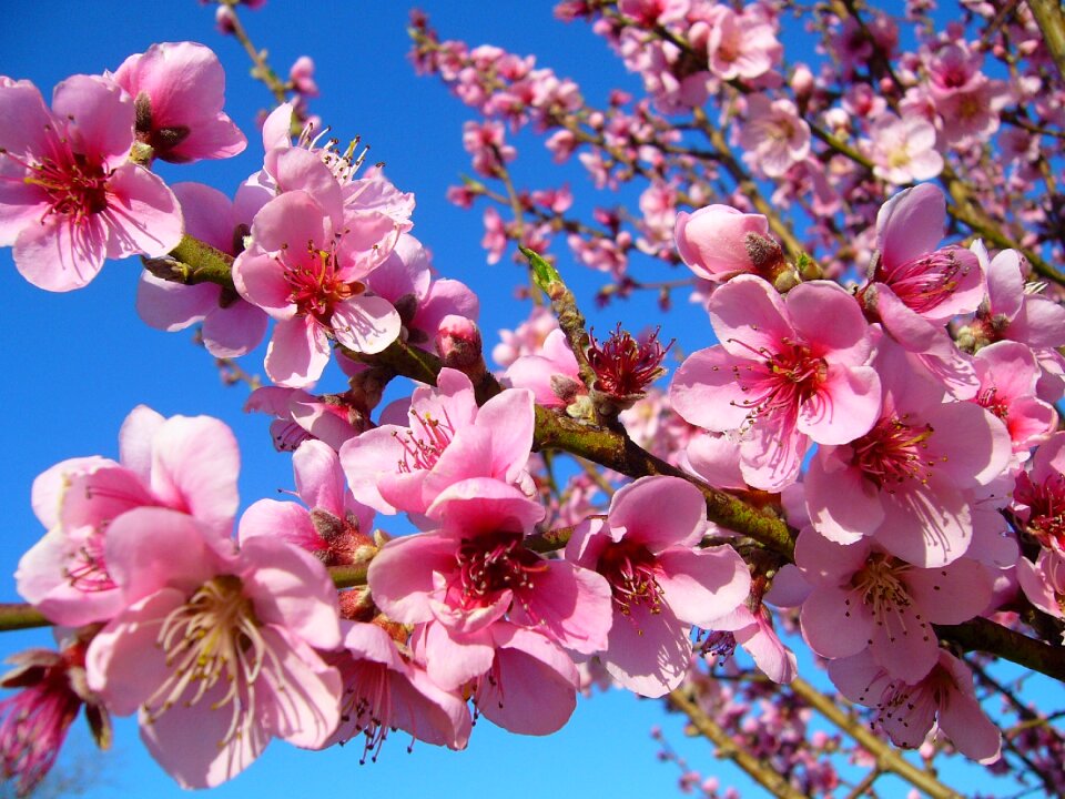 Spring flowers color photo