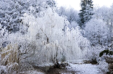 Cold nature winter magic photo
