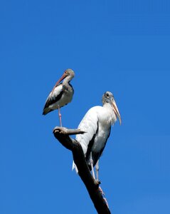 Avian tropical florida photo