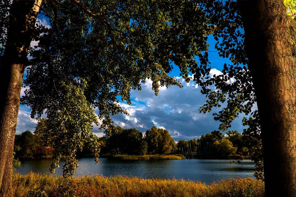 Landscape trees plant