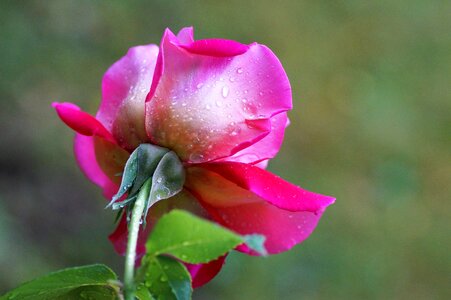 Garden pink rose flower