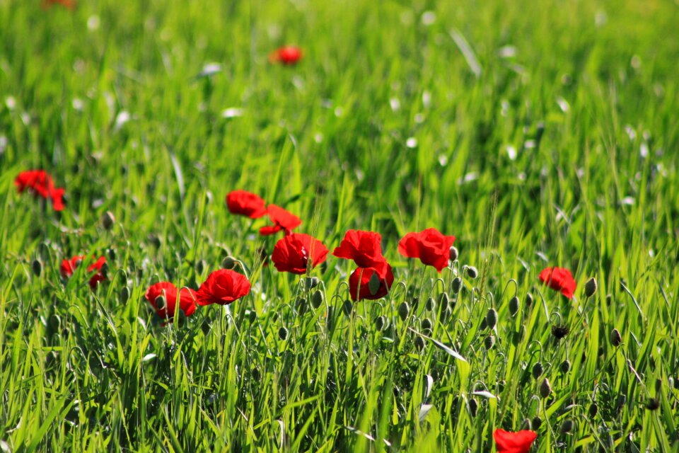 Red poppy green grass