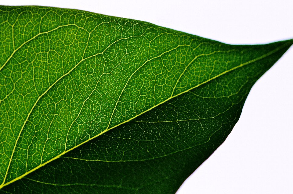 Full plant nature
