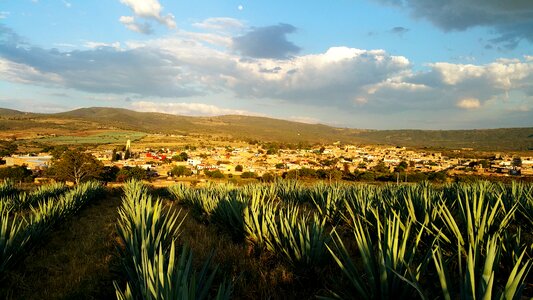 Mexico agave tequila photo