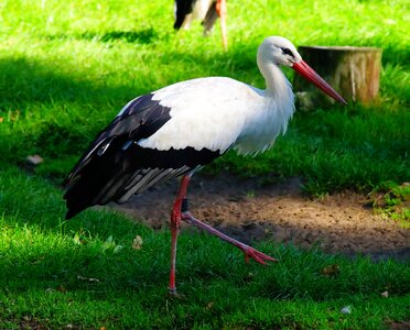 Rattle stork nature adebar