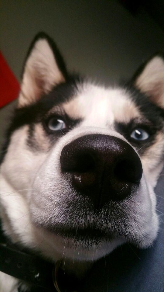 Close funny cute