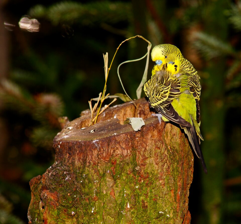 Animal pet animal world