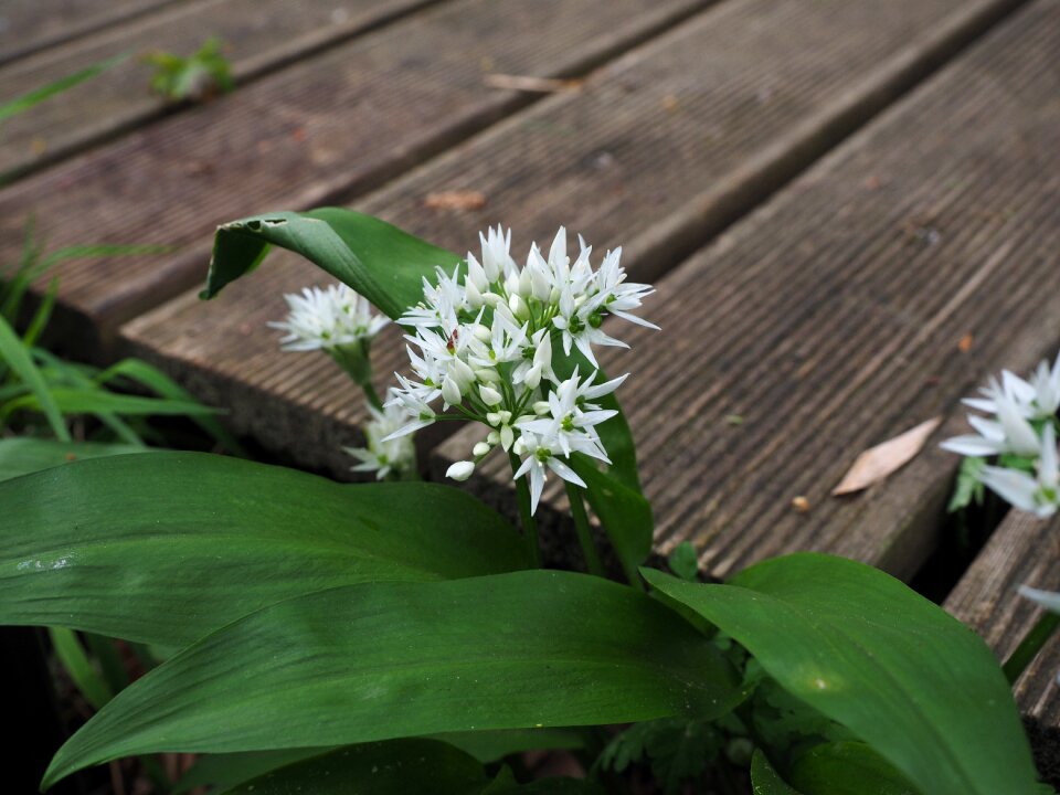 Bloom white allium ursinum