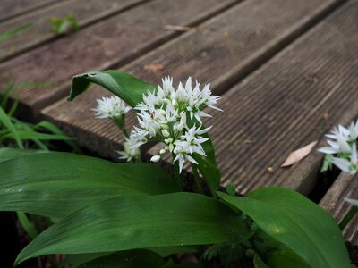 Bloom white allium ursinum