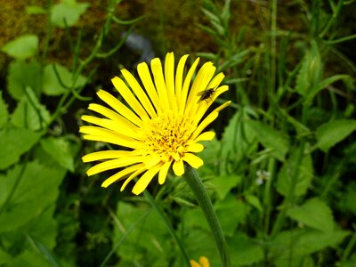 Bloom wild plant medicinal plant